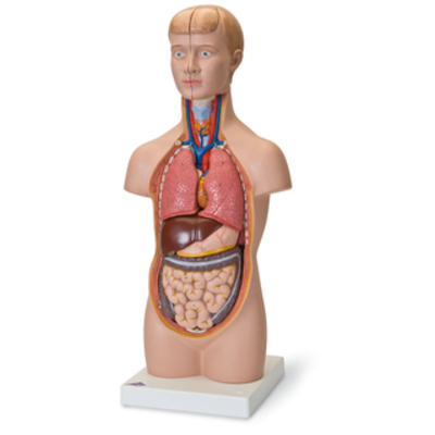 Human Torso Half Size - With Head & Brain