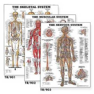 Laminated Anatomical Charts - Single - The Brain